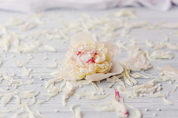 Нежный белый цветок и розовая вуаль