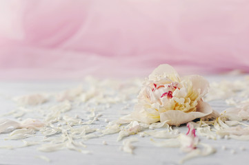 Obraz na płótnie Canvas Нежный белый цветок и розовая вуаль