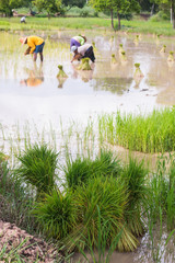 farmer transplant in the paddy field