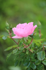 Rosenblüte in einem Garten vor unscharfem Hintergrund