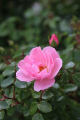 Fototapeta na wymiar Rosenblüte in einem Garten vor unscharfem Hintergrund