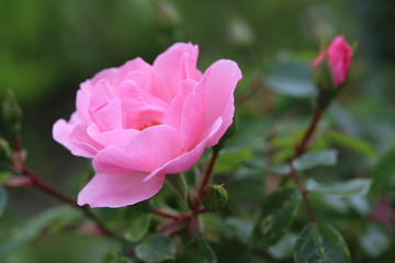 Pinkfarbene Rosenblüte in einem Garten