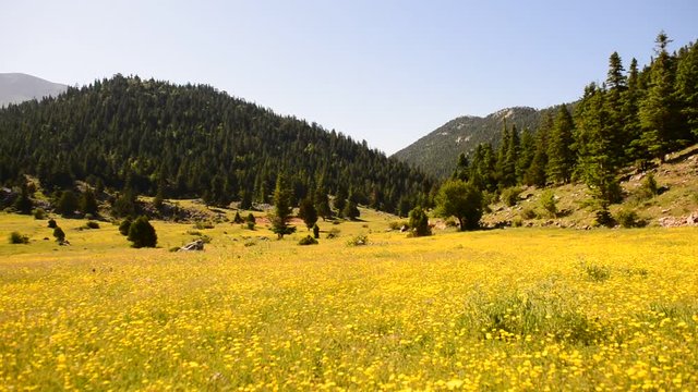 ilkbahar mevsimi sarı renkli kır &ccedil;i&ccedil;ekleri