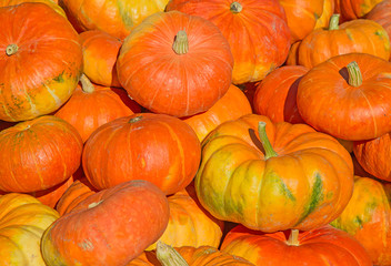 Colorful pumpkins