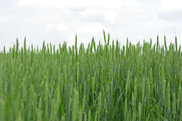 green field and cloudy sky