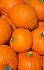 Colorful pumpkins