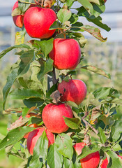 Apple garden