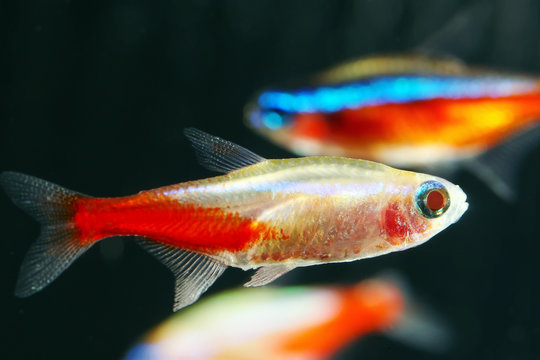 neons in aquarium