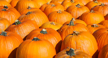 Colorful pumpkins