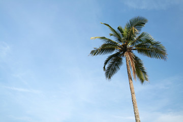 coconut palm and blue sky