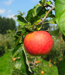 Apple garden