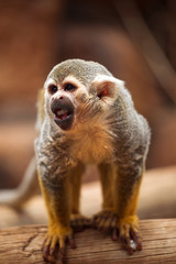 Obraz premium monkey standing on a tree
