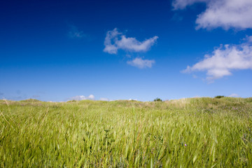 green field and blue sky