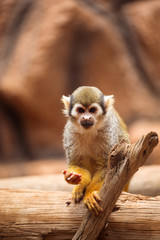 monkey standing on a tree