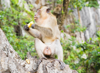 Cute wild monkey