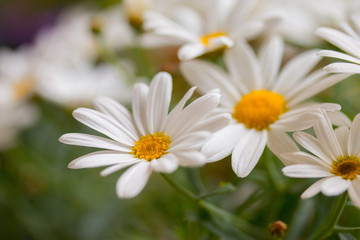 Obraz premium Margeriten (Leucanthemum)