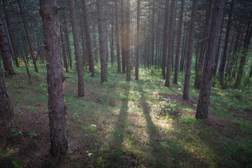 Obraz premium morning sun in the forest 