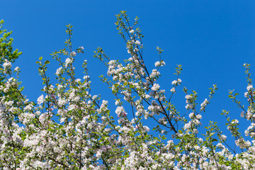 Blooming apple tree