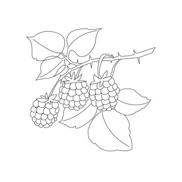 vector illustrator of berries and sprig of raspberry