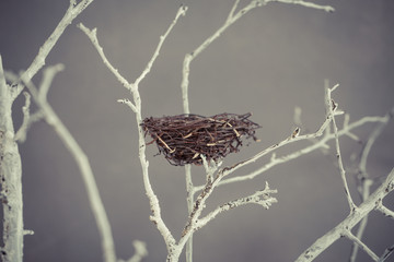 Bird nest on a tree