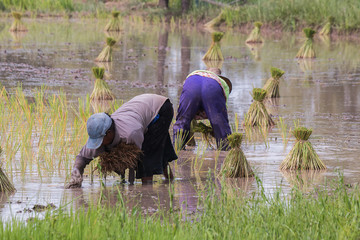 farmer transplant in the paddy field