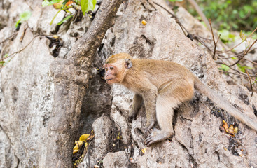 cute monkey lives in a natural forest of Thailand.