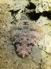 Crocodile fish.Red Sea. Egypt