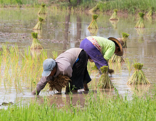 farmer transplant in the paddy field