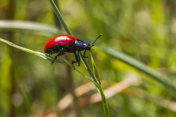 Pappelblattkäfer (Melanosoma populi)
