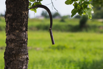 the sickle stick on tree