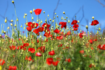 field of poppies