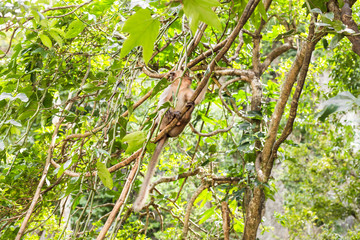 cute monkey lives in a natural forest of Thailand.