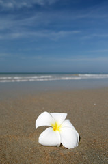 Fototapeta na wymiar white flower and beach