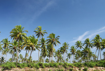 Fototapeta na wymiar coconut palm and blue sky
