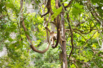 cute monkey lives in a natural forest of Thailand.