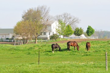 Obraz premium Three Horses