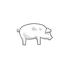 Pig sketch icon.