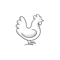 Fototapeta na wymiar Chicken sketch icon.