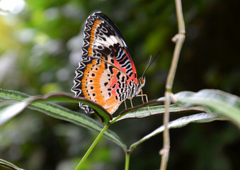Schmetterling