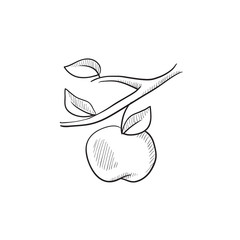 Apple harvest sketch icon.