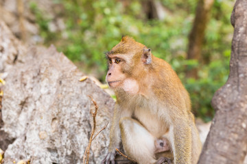 cute monkey lives in a natural forest of Thailand.