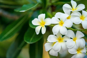 Fotobehang De witte frangipani met bladeren. Witte plumeria.Plumeria-bloemen - Witte plumeria op de plumeria-boom. © KissShot