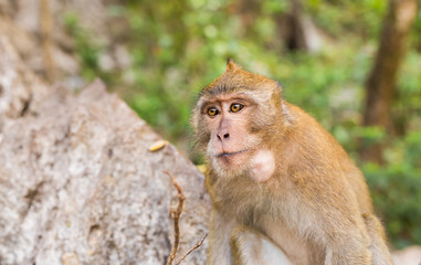 cute monkey lives in a natural forest of Thailand.