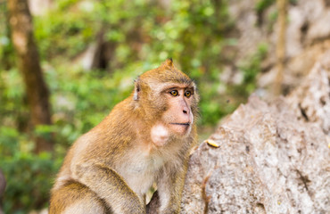 Naklejka premium Cute wild monkey