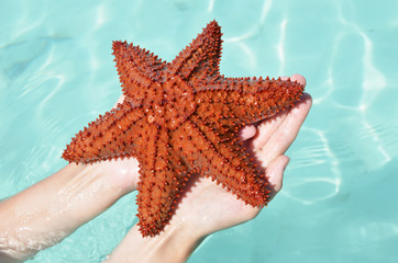 Caribbean starfish in the hands