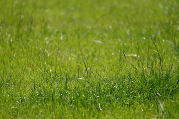 Green grass. Lawn.