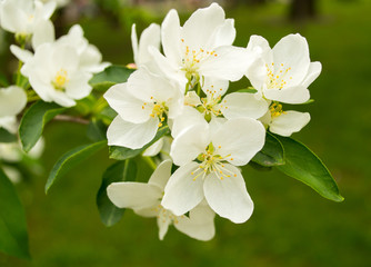 Fototapeta premium Apple blossom