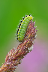Zygaena filipendulae caterpillar
