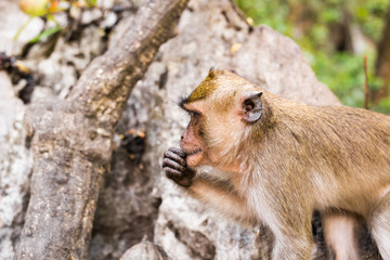 the monkey sits and eats banana