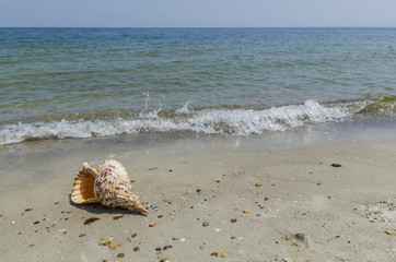 Shell Charonia Tritonis on the beach